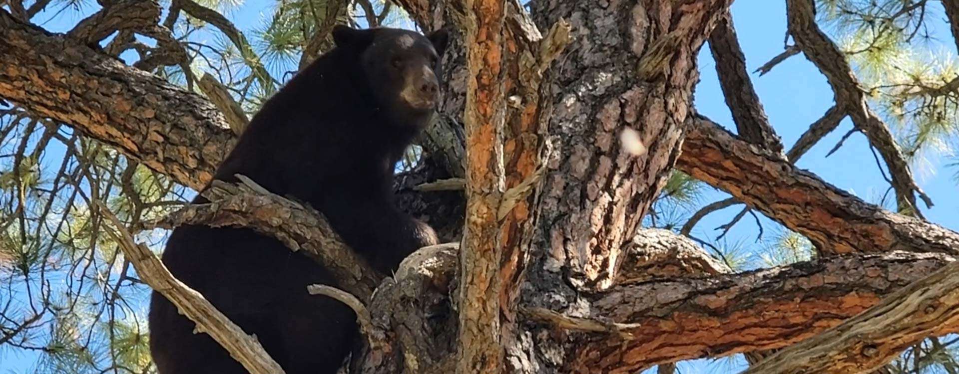 Guided Bear Hunts in New Mexico Bear Hunts with Hounds K9 Country