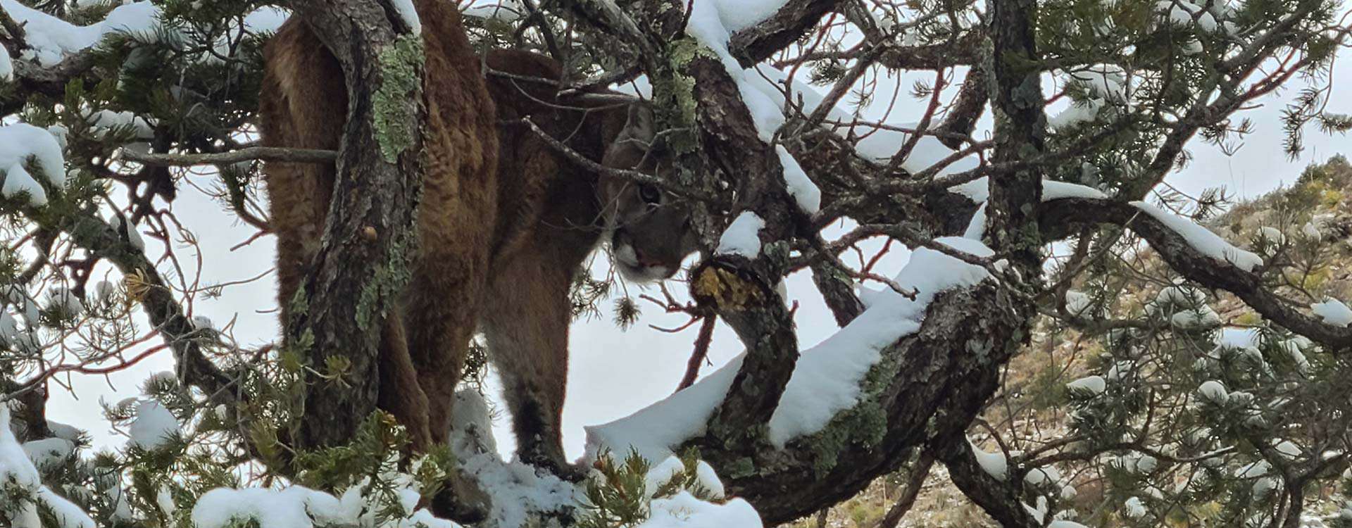 Mountain Lion Hunts in New Mexico