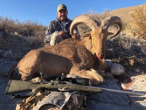 Aoudad